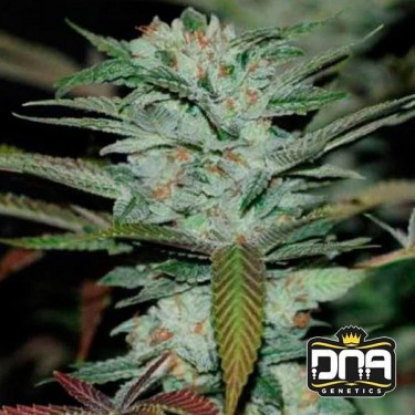 Planta de marihuana