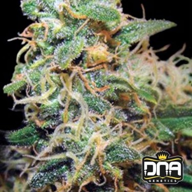 R.K.S. cannabis plant