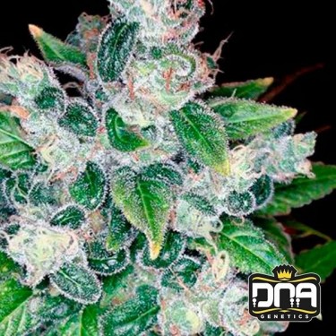 Planta de marihuana