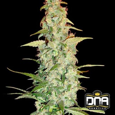 Planta de marihuana