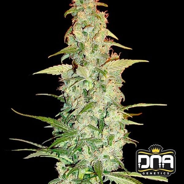 Planta de marihuana
