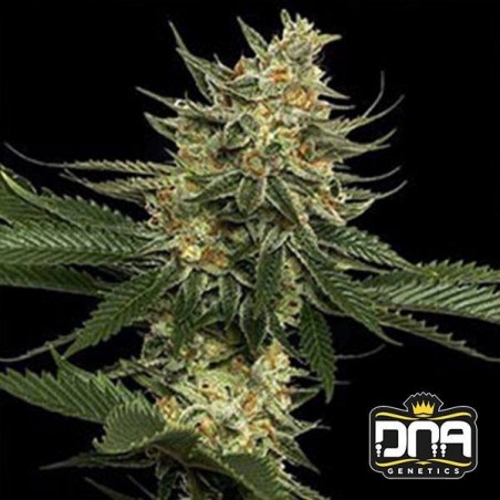 Planta de marihuana
