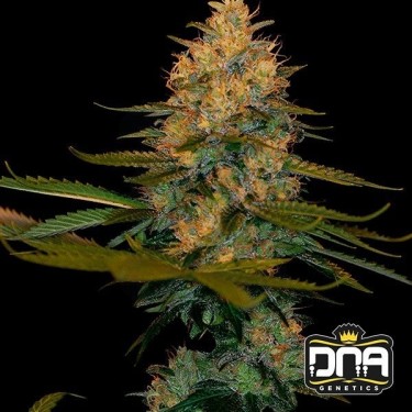 Planta de marihuana