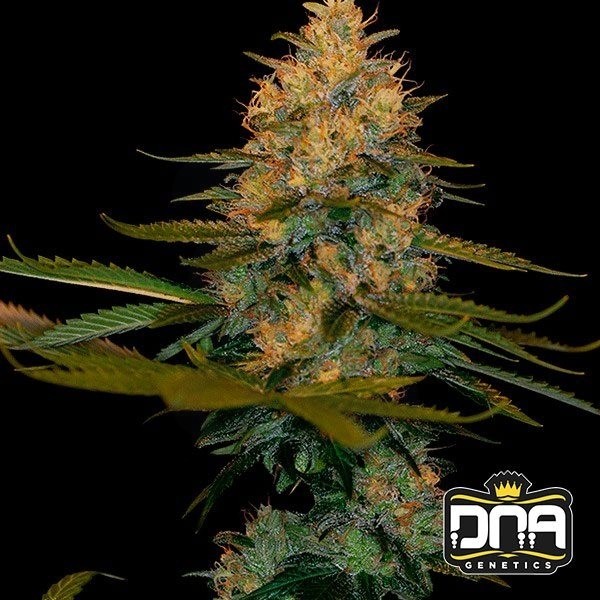 Planta de marihuana