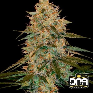 Planta de marihuana