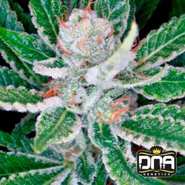 Planta de marihuana