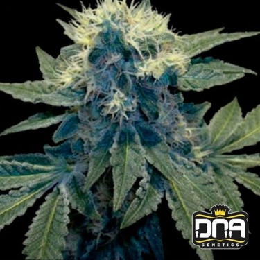 Plante de marijuana Sharksbreath