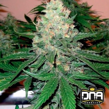 Planta de marihuana