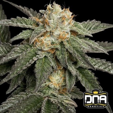 Planta de marihuana