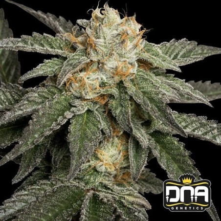 Planta de marihuana