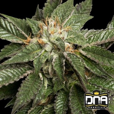 Planta de marihuana