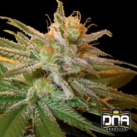 Planta de marihuana