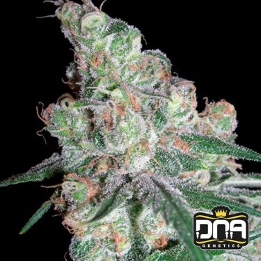 Planta de marihuana
