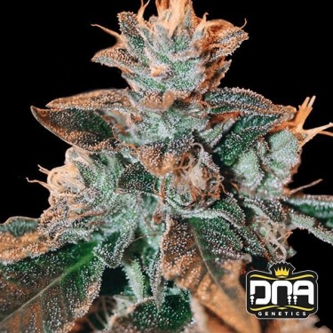 Planta de marihuana