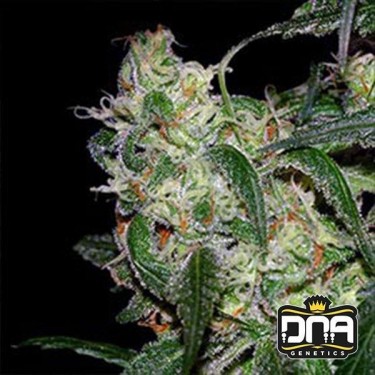 Planta de marihuana