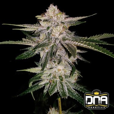 Planta de marihuana