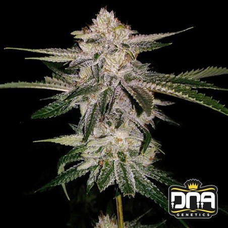 Plante de cannabis Miss USA Plante de cannabis Miss USA