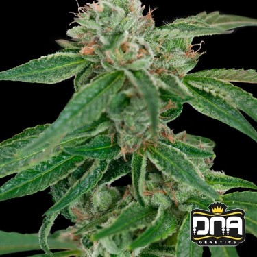 Planta de marihuana