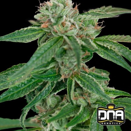 Planta de marihuana Planta de marihuana