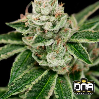 Planta de marihuana