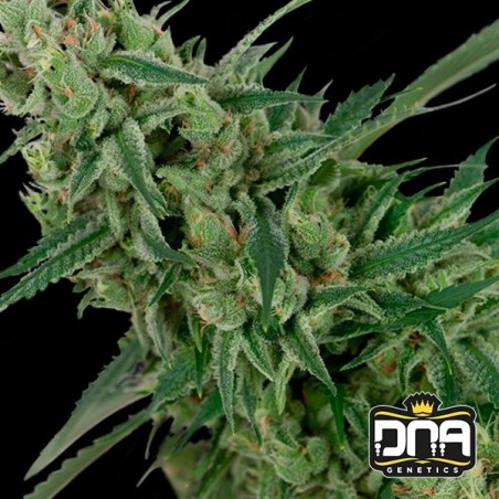 Planta de marihuana Planta de marihuana