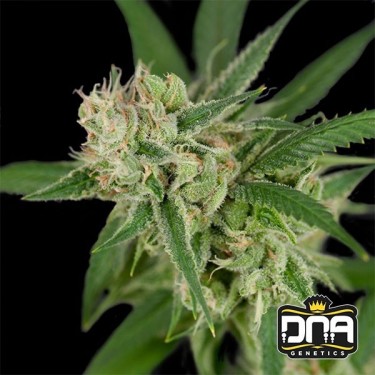 Planta de marihuana