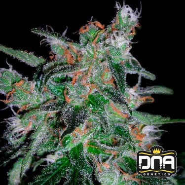 Planta de maconha