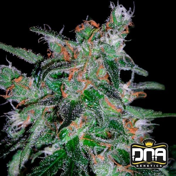 Planta de marihuana