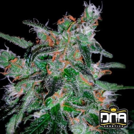 Planta de marihuana