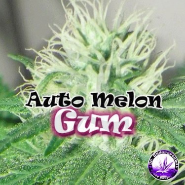 Planta de marihuana