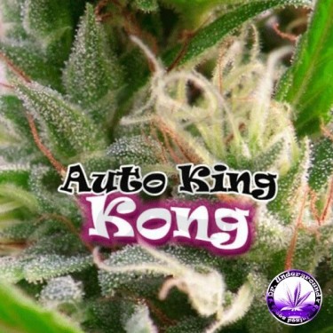 Planta de marihuana