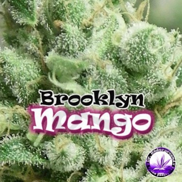 Planta de maconha