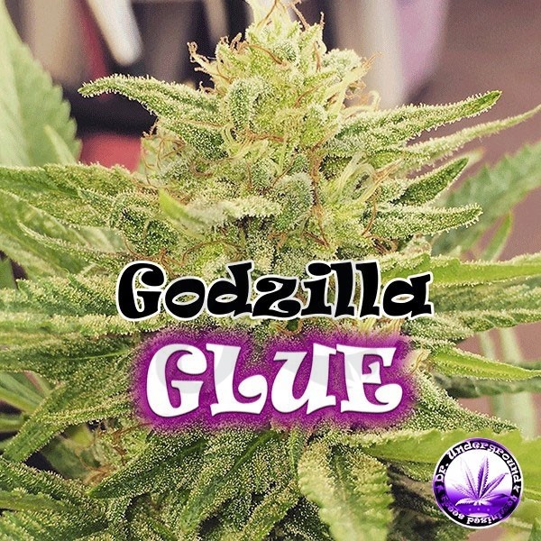 Planta de marihuana