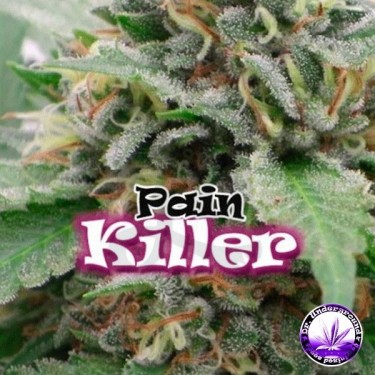 Planta de marihuana