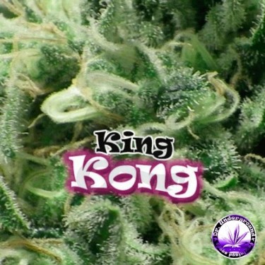 Planta de marihuana