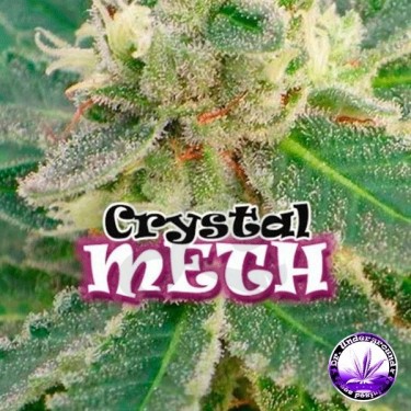Crystal M.E.T.H. marijuana plant