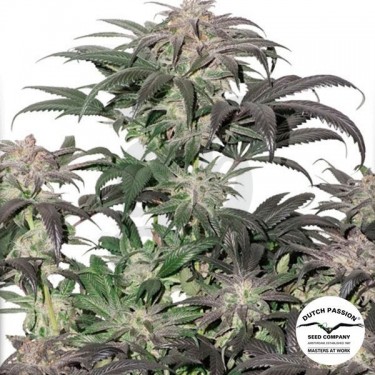 Bubba Island Kush planta de marihuana
