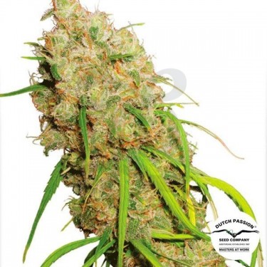 Planta de marihuana