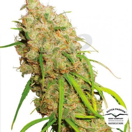 Planta de marihuana Planta de marihuana