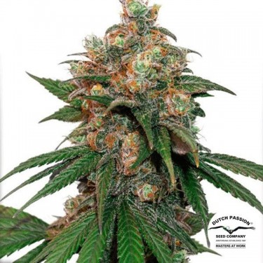 HiFi 4G planta de marihuana