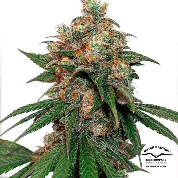 HiFi 4G planta de marihuana