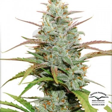 Planta de marihuana