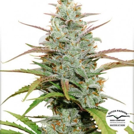 Mokum's Tulip Marijuana Plant Mokum's Tulip Marijuana Plant