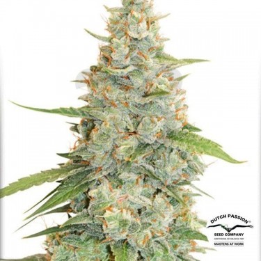Planta de marihuana