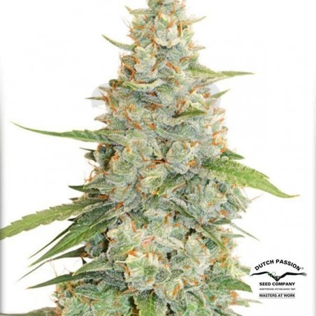 Planta de maconha Planta de maconha