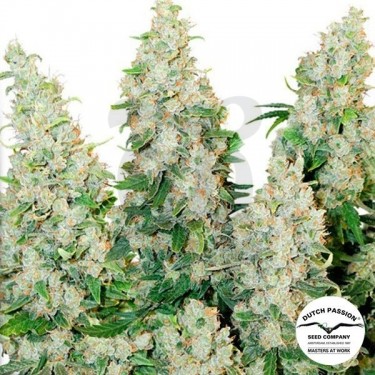 Planta de marihuana
