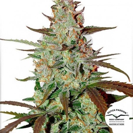Planta de maconha Planta de maconha