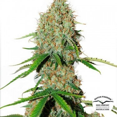 Planta de marihuana