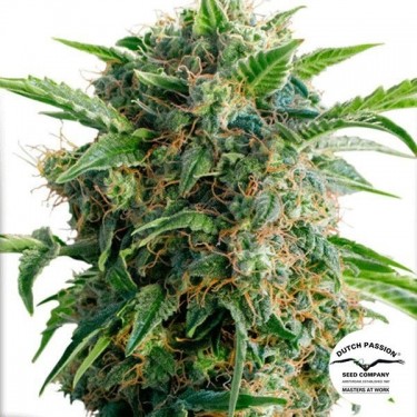 Planta de marihuana