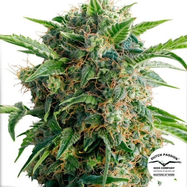 Planta de marihuana